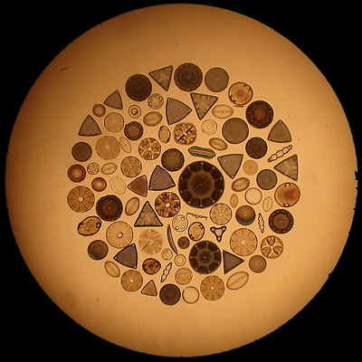 ANTIQUE MICROSCOPE SLIDE. WATSON GROUP OF DIATOMACEAE FROM HUNGARY. 100 FORMS.