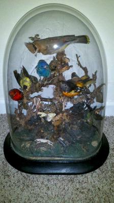 TAXIDERMY BIRDS (8 COUNT) IN A ANTIQUE GLASS DOME (20 IN. X 13 IN.)