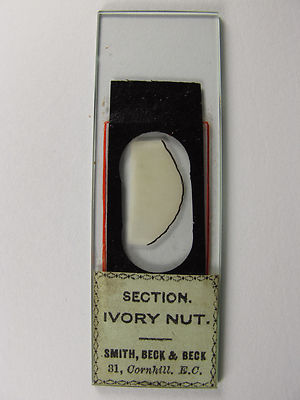 ANTIQUE MICROSCOPE SLIDE. SECTION OF IVORY NUT. SMITH,BECK & BECK.
