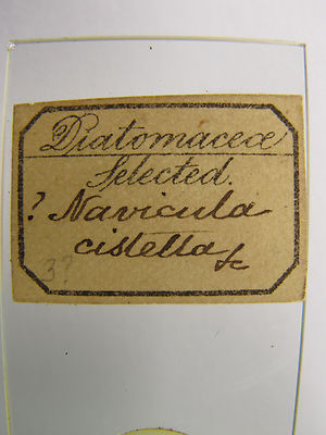 ANTIQUE MICROSCOPE SLIDE. SELECTED DIATOMS.